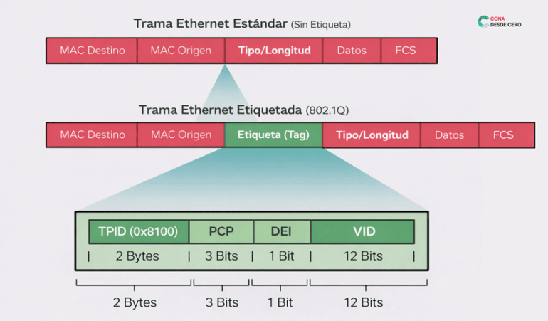 VLAN Nativa en Cisco: Guía Definitiva para el Examen CCNA
